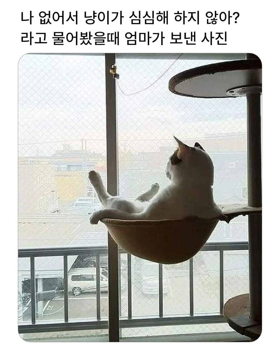 i1881745428.webp
